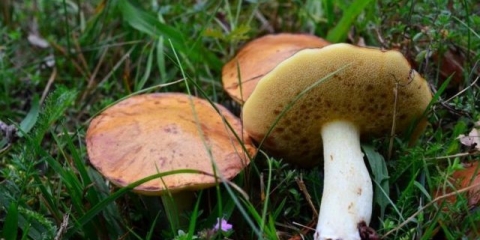 Kako kuhati butternut tikvu kod kuće